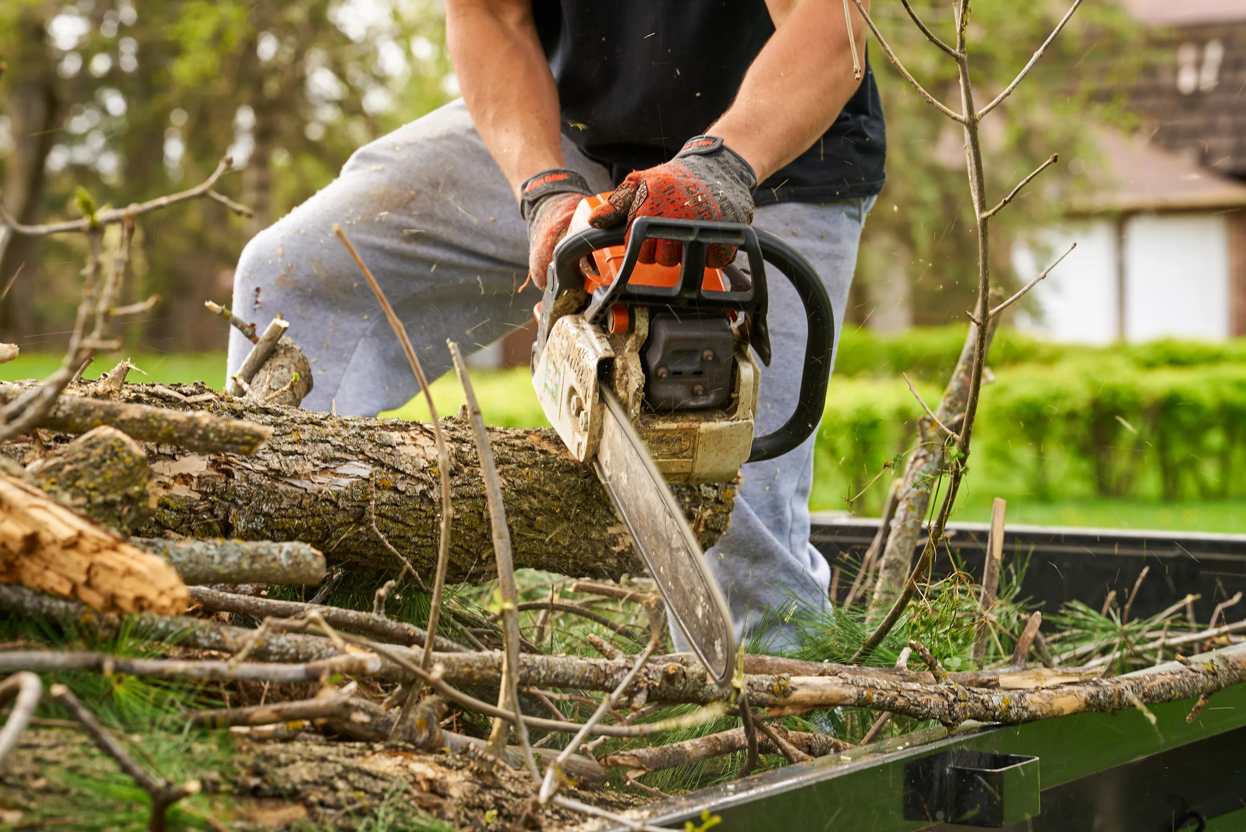 Freshwater Landscaping professional crew executing clean branch-collar cuts