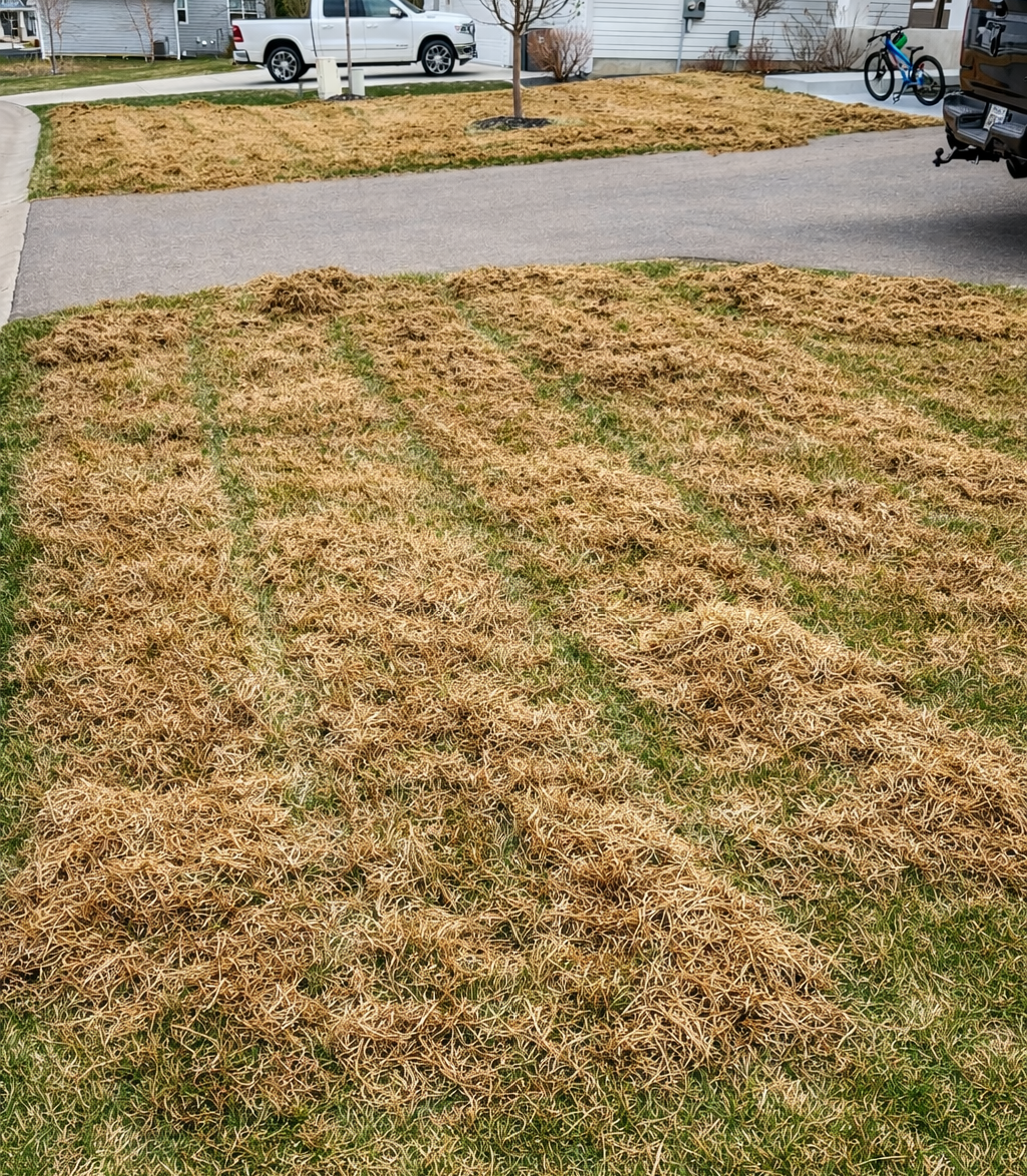 Healthy, thick lawn after service