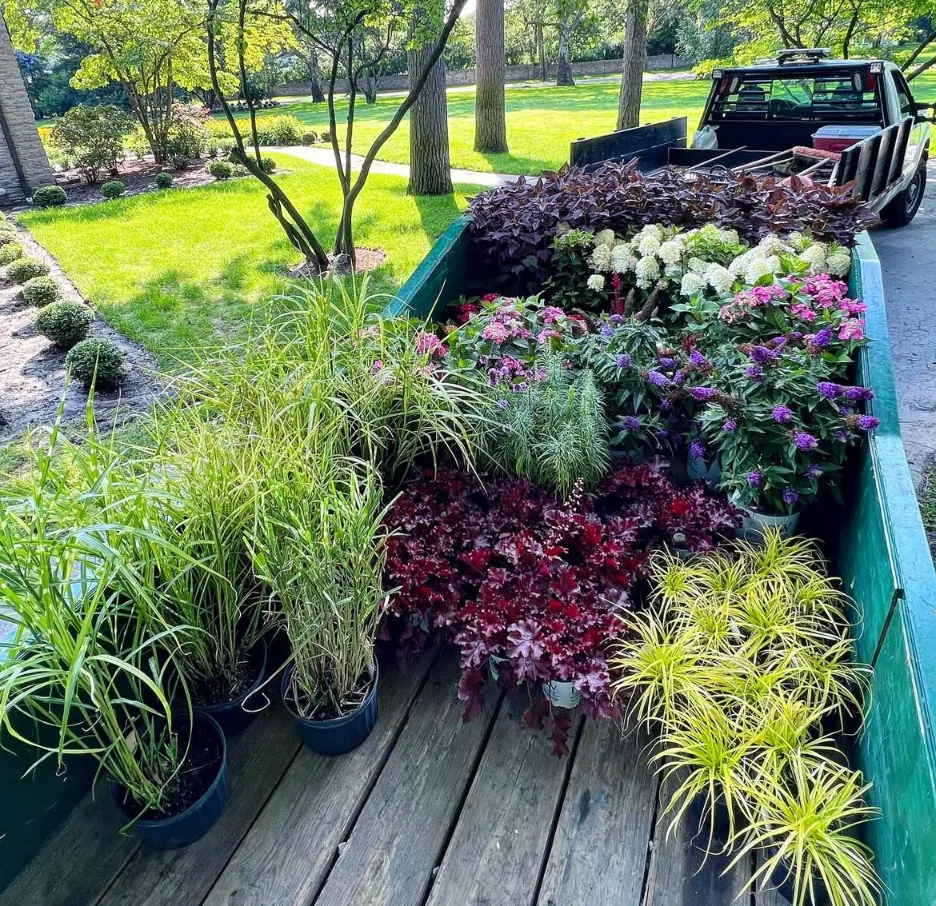 Freshwater Landscaping crew professionally planting a specimen tree