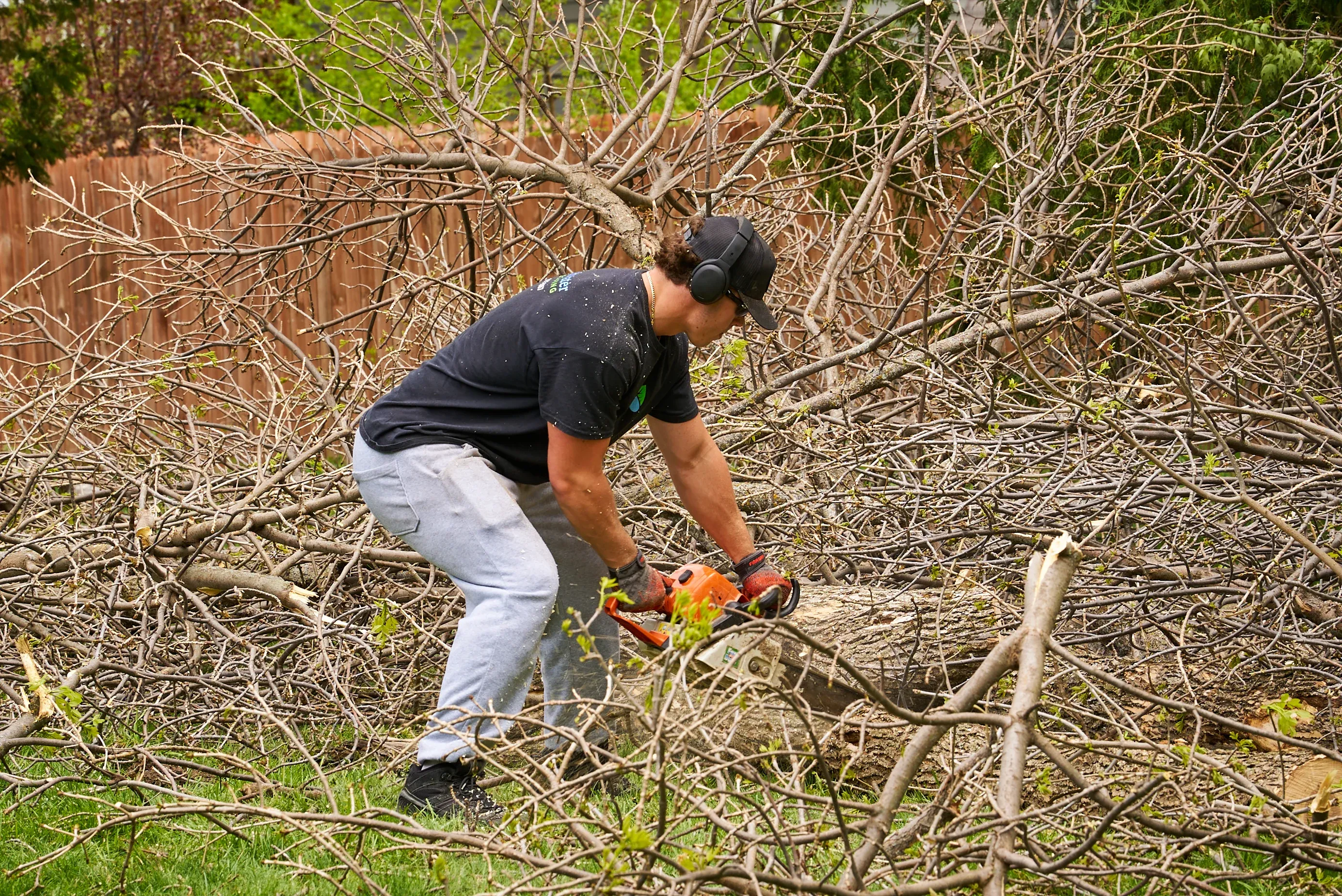 Professional tree removal and technical rigging