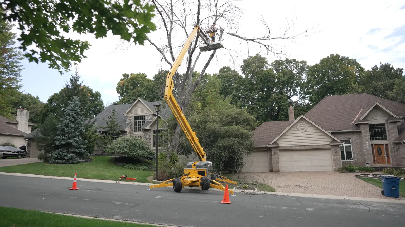 Expert Canopy Trimming and Structural Pruning