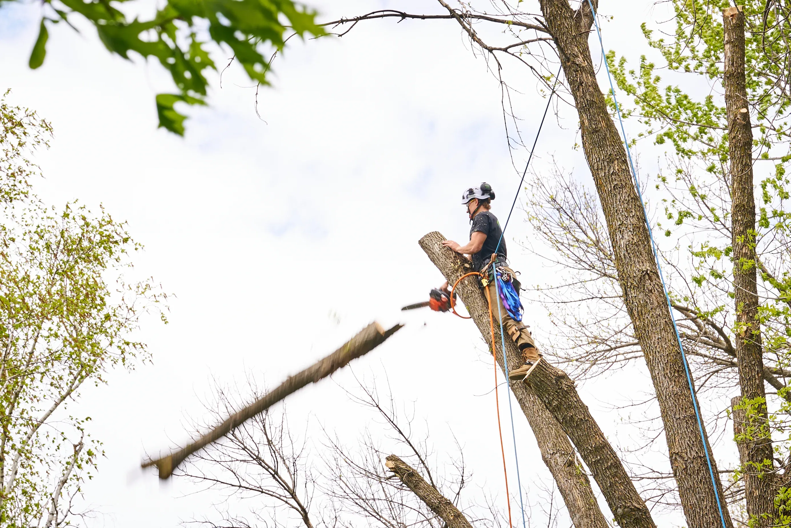 Expert Tree Trimming and Removal